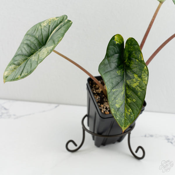 Alocasia 'Bisma Platinum' Aurea Variegated (wk8-UV) *Corming Size*