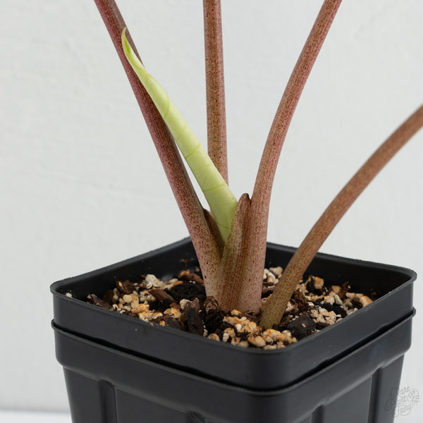 Alocasia 'Bisma Platinum' Aurea Variegated (wk8-UV) *Corming Size*