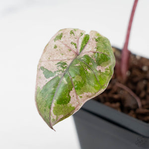 Alocasia 'Plumbea' Pink Variegated Milky Way (wk42-U171)