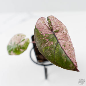 Alocasia 'Plumbea' Pink Variegated Milky Way (wk42-U171)