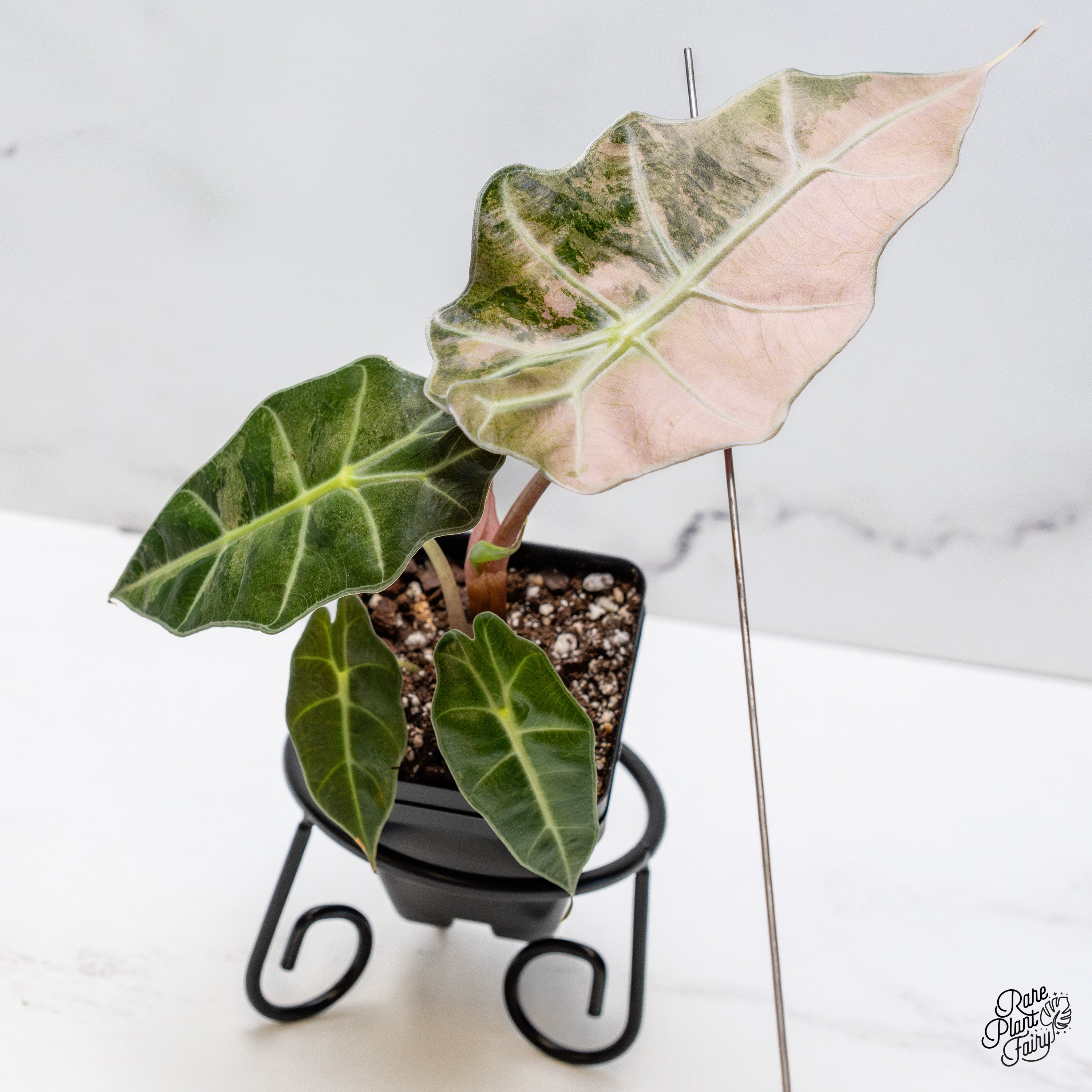 Alocasia Polly 'Pink Ghost' Variegated (wk41-U) – Rare Plant
