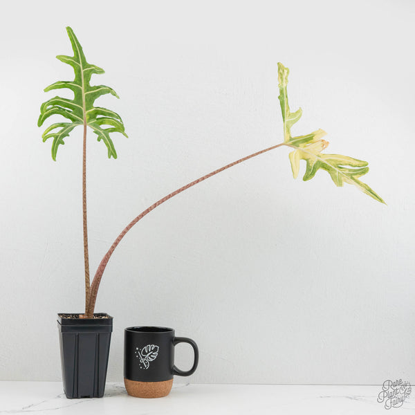 Alocasia Portei Aurea コーム Alocasia Portei Aurea Variegated (wk17-UL) *Corming Size* – Rare