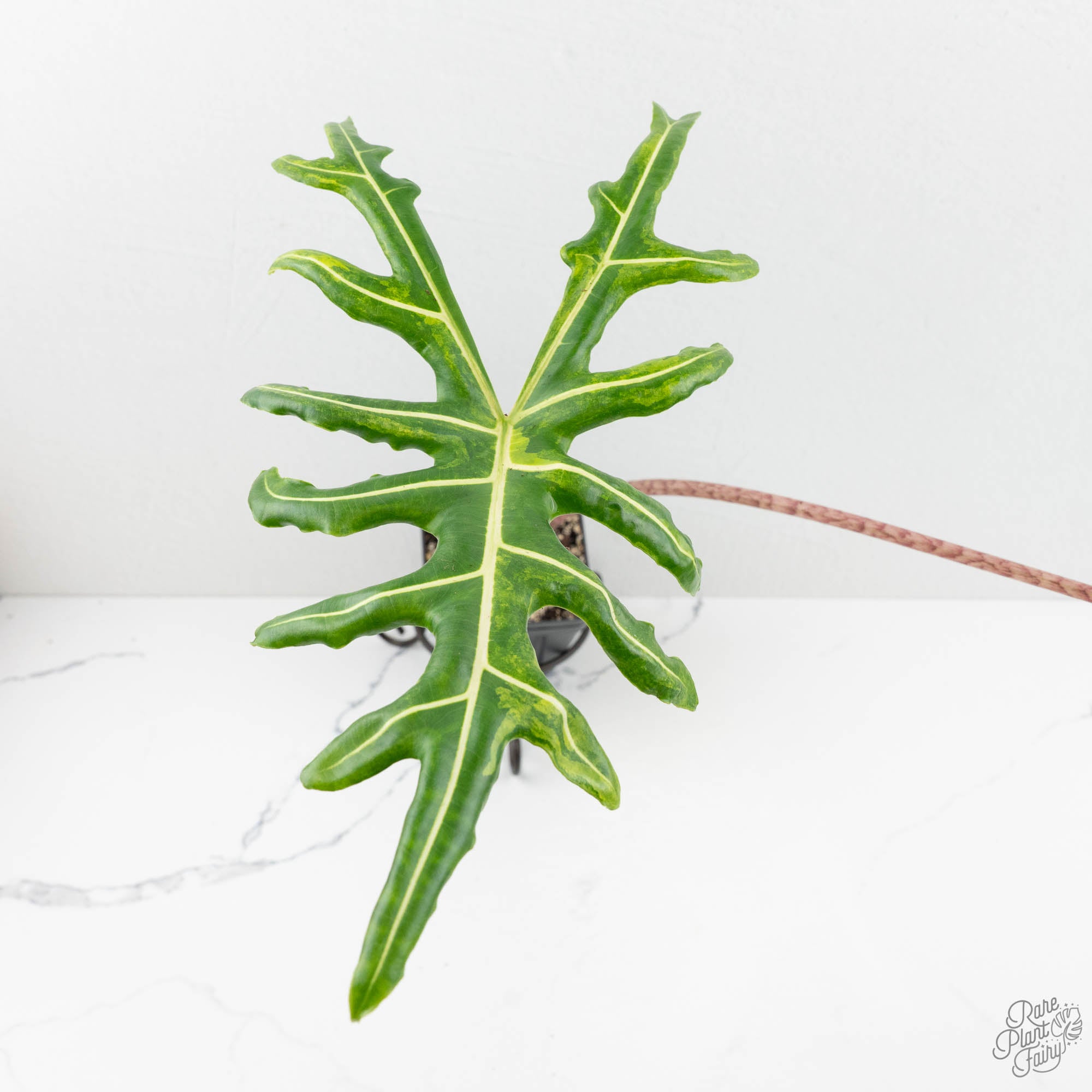 専用Prabu, exsotika var, salaca aurea,noid Alocasia Portei Aurea Variegated (wk17-UL) *Corming Size* – Rare