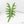 Alocasia Portei Aurea Variegated (wk17-UL) *Corming Size*