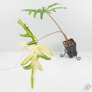 Alocasia Portei Aurea Variegated (wk17-UL) *Corming Size*