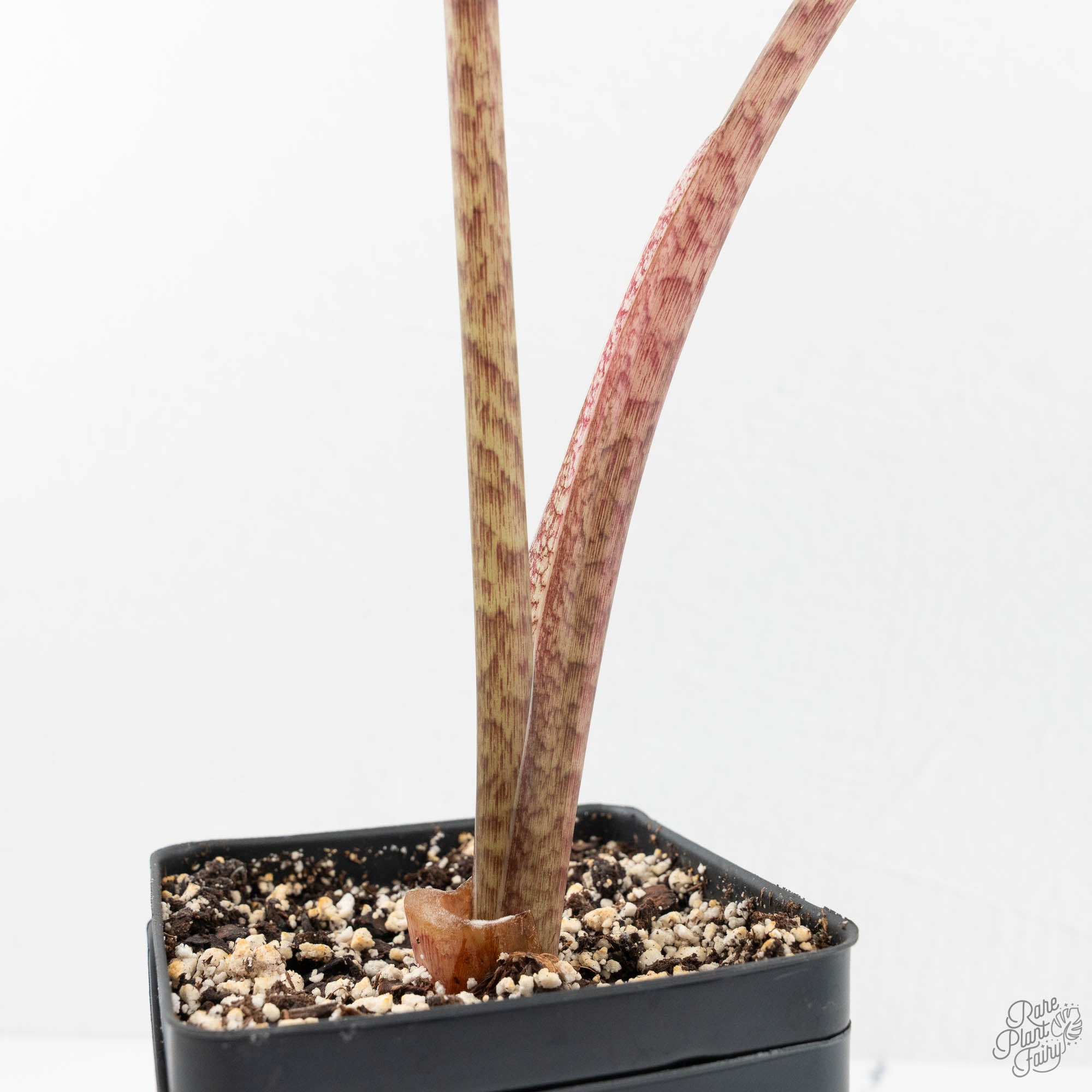Alocasia Portei Aurea コーム Variegated Alocasia Portei Aurea! Corming well! 😉 #hthouseplants