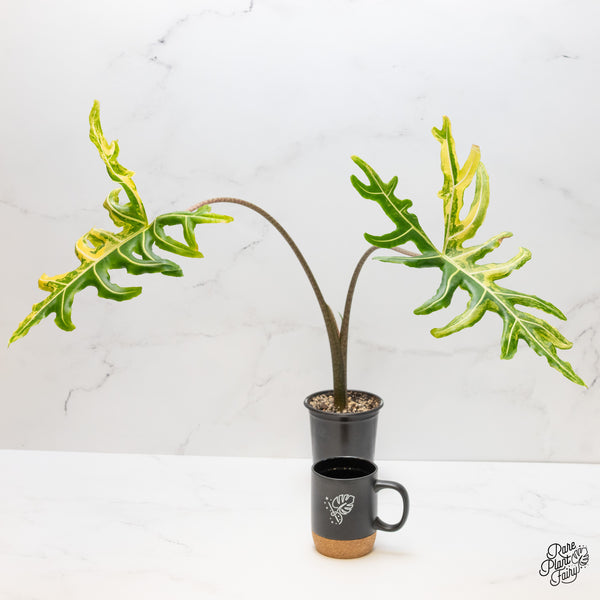 Alocasia Portei Aurea Variegated (wk3-UI)
