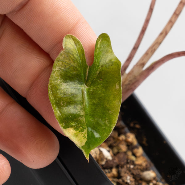 Alocasia Sanderiana Aurea Variegated (aka 'Pseudosanderiana') (wk48-B)