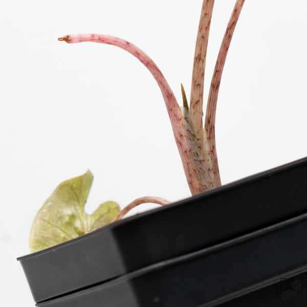 Alocasia Sanderiana Aurea Variegated (aka 'Pseudosanderiana') (wk48-B)