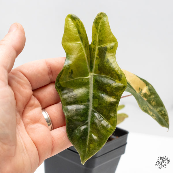 Alocasia Sanderiana Aurea Variegated (aka 'Pseudosanderiana') (wk48-B)