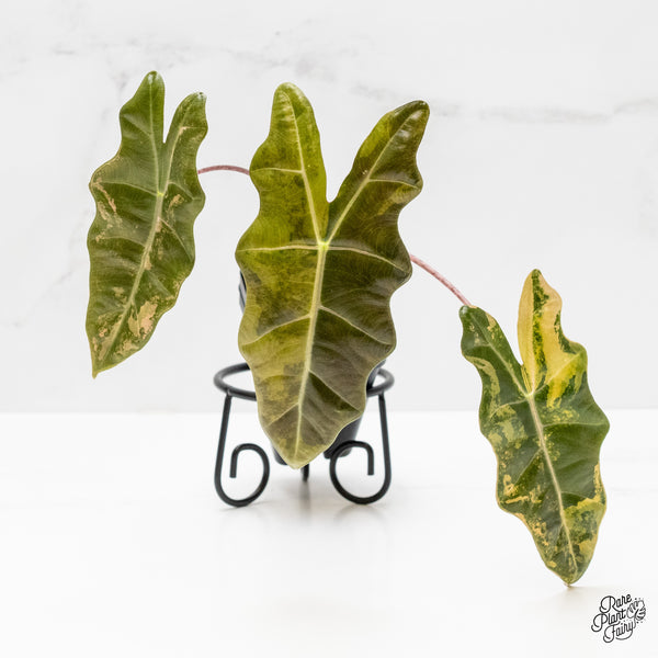 Alocasia Sanderiana aurea variegated (aka 'Pseudosanderiana') (wk1-T) *Corming Size*