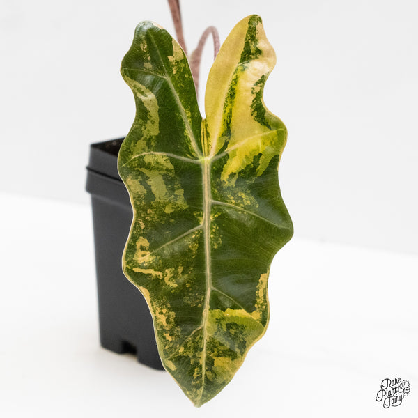 Alocasia Sanderiana aurea variegated (aka 'Pseudosanderiana') (wk1-T) *Corming Size*