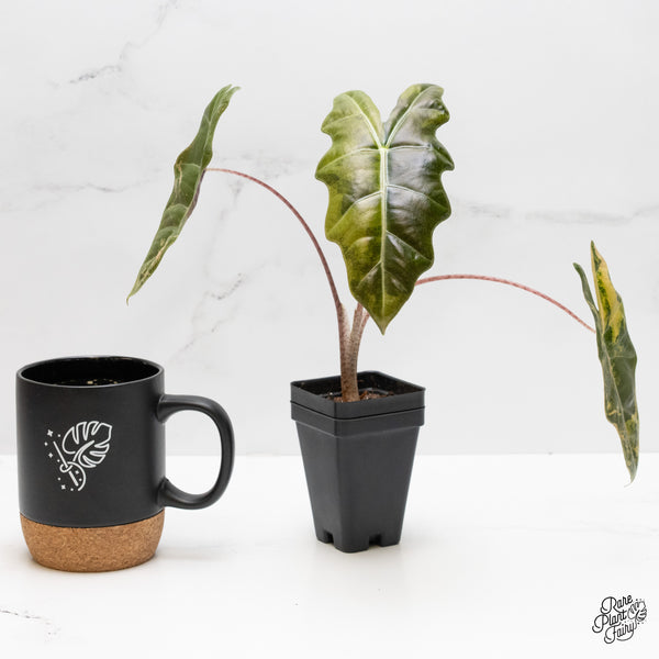 Alocasia Sanderiana aurea variegated (aka 'Pseudosanderiana') (wk1-T) *Corming Size*