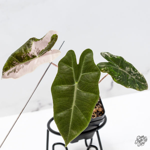 Alocasia Sanderiana Pink Variegated (aka. Pseudosanderiana) (wk41