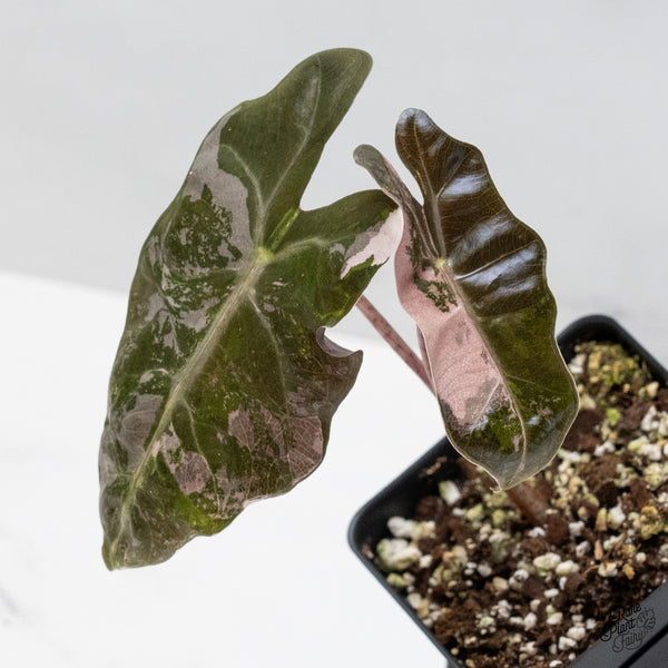 Alocasia Sanderiana Pink Variegated (aka. Pseudosanderiana) (wk49-US)