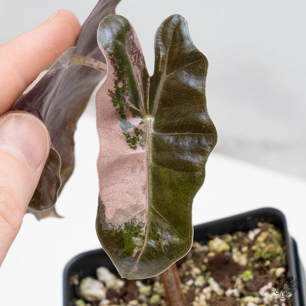Alocasia Sanderiana Pink Variegated (aka. Pseudosanderiana) (wk49-US)