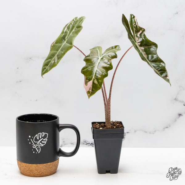 Alocasia Sanderiana Pink Variegated (aka. Pseudosanderiana) (wk50-N)