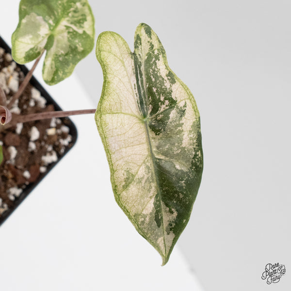 Alocasia Sanderiana Pink Variegated (aka. Pseudosanderiana) (wk1-N)