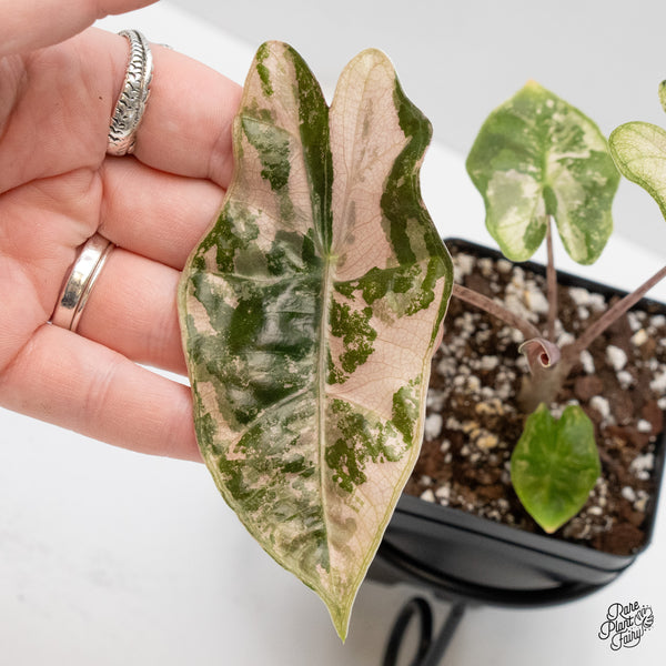 Alocasia Sanderiana Pink Variegated (aka. Pseudosanderiana) (wk1-N)
