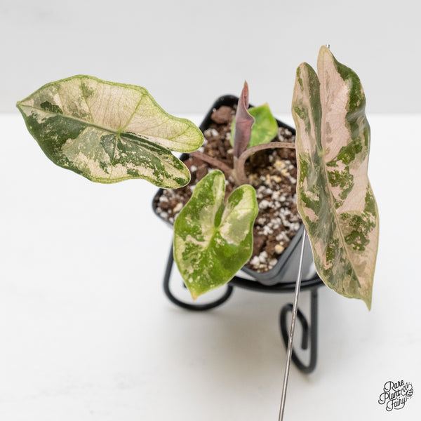 Alocasia Sanderiana Pink Variegated (aka. Pseudosanderiana) (wk1-N)