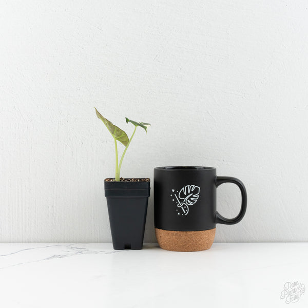 Alocasia 'Regal Shields' albo variegated (wk8-UR)