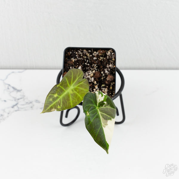 Alocasia 'Regal Shields' albo variegated (wk8-UR)