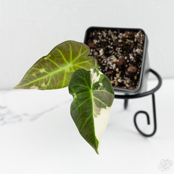 Alocasia 'Regal Shields' albo variegated (wk8-UR)