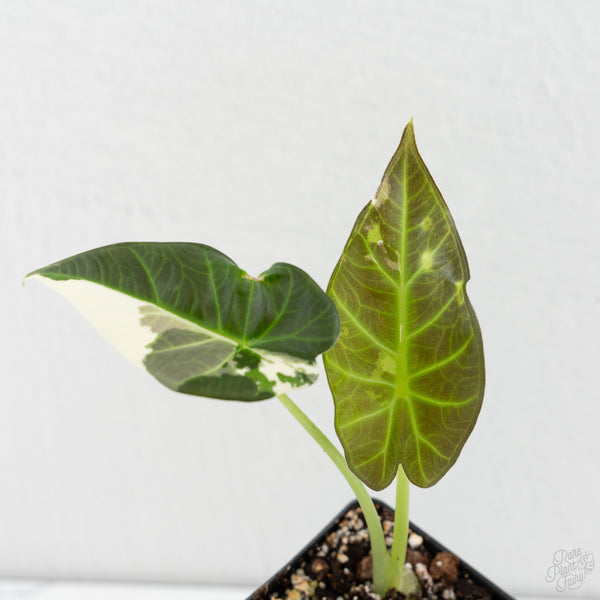 Alocasia 'Regal Shields' albo variegated (wk8-UR)