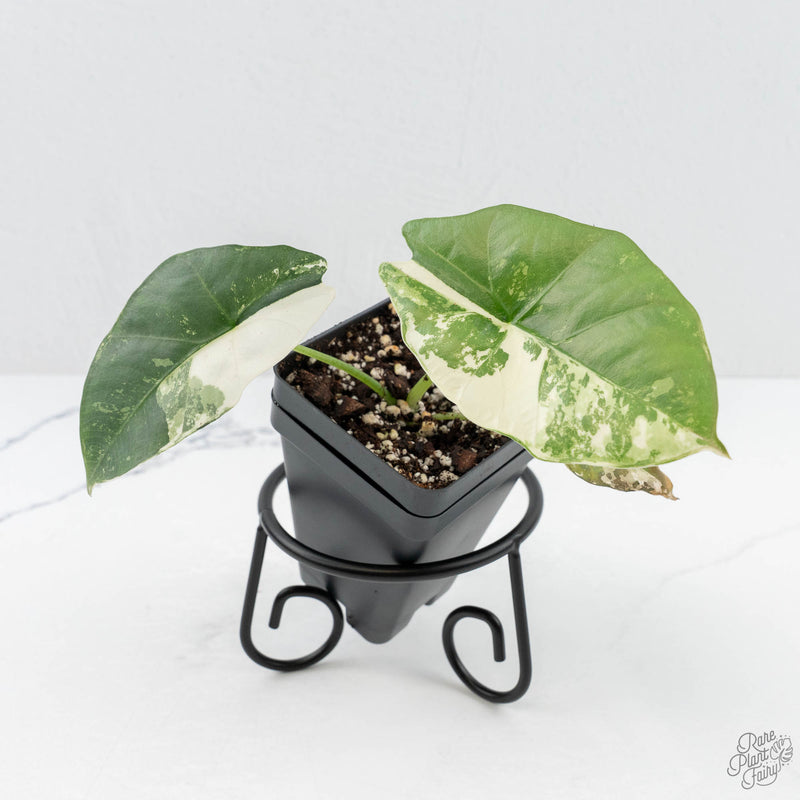 Alocasia Scabriuscula Albo Variegated (wk19-UF)