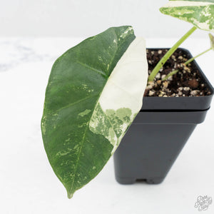 Alocasia Scabriuscula Albo Variegated (wk19-UF)