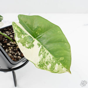 Alocasia Scabriuscula Albo Variegated (wk19-UF)