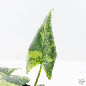 Alocasia Reginae Albo Variegated (wk21-UT)