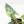 Alocasia Reginae Albo Variegated (wk21-UT)
