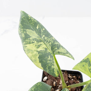 Alocasia Reginae Albo Variegated (wk21-UT)