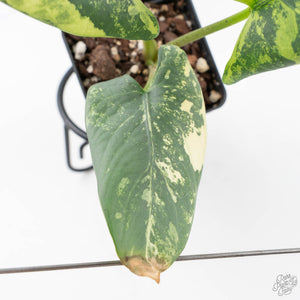 Alocasia Reginae Albo Variegated (wk21-UT)