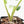 Alocasia Reginae Albo Variegated (wk21-UT)