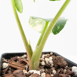 Alocasia Reginae Albo Variegated (wk21-UT)