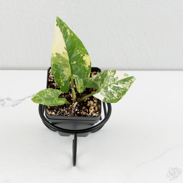 Alocasia Reginae Albo Variegated (wk8-J)