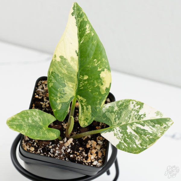Alocasia Reginae Albo Variegated (wk8-J)