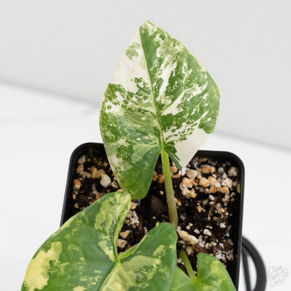 Alocasia Reginae Albo Variegated (wk8-J)