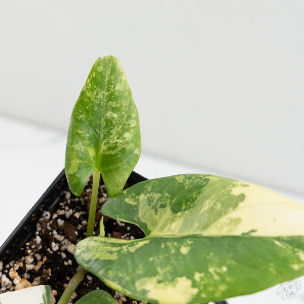 Alocasia Reginae Albo Variegated (wk8-J)