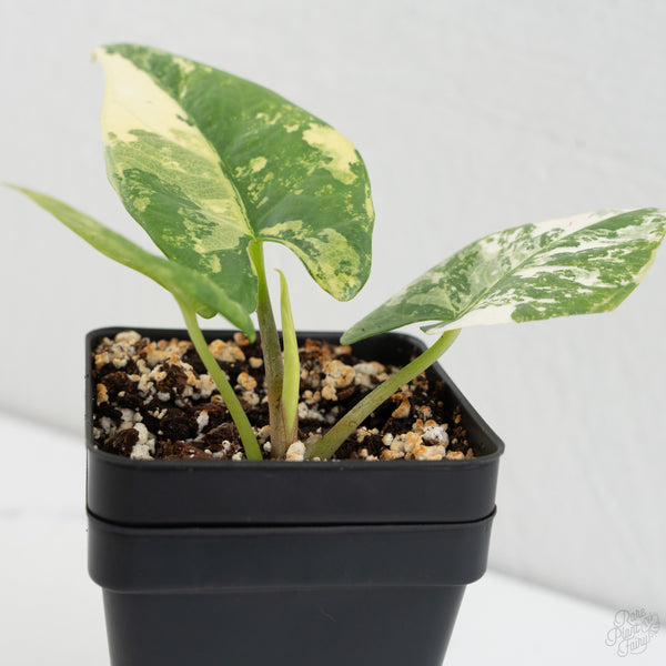 Alocasia Reginae Albo Variegated (wk8-J)