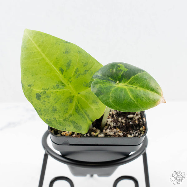 alocasia frydek variegata aurea Alocasia Reginae Aurea Variegated (wk19-UE)