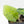 Alocasia Reginae Aurea Variegated (wk19-UE)