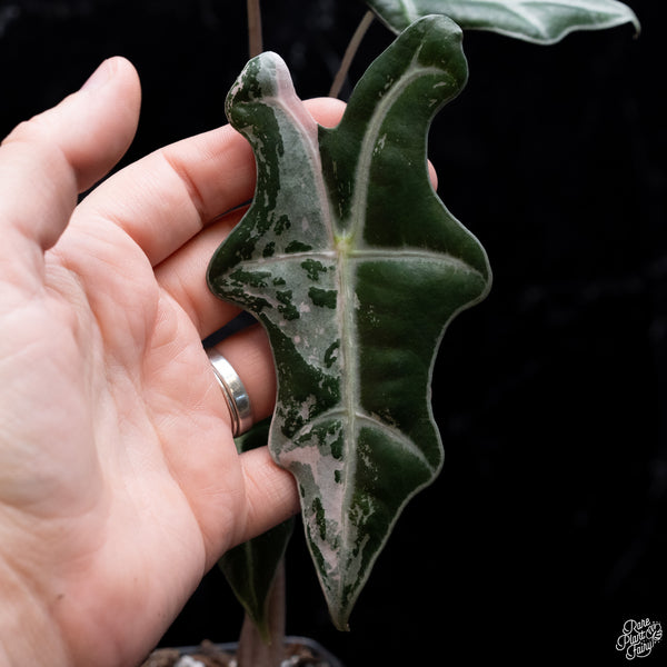 Alocasia Sanderiana 'Nobilis' Pink Variegated (wk30-O)