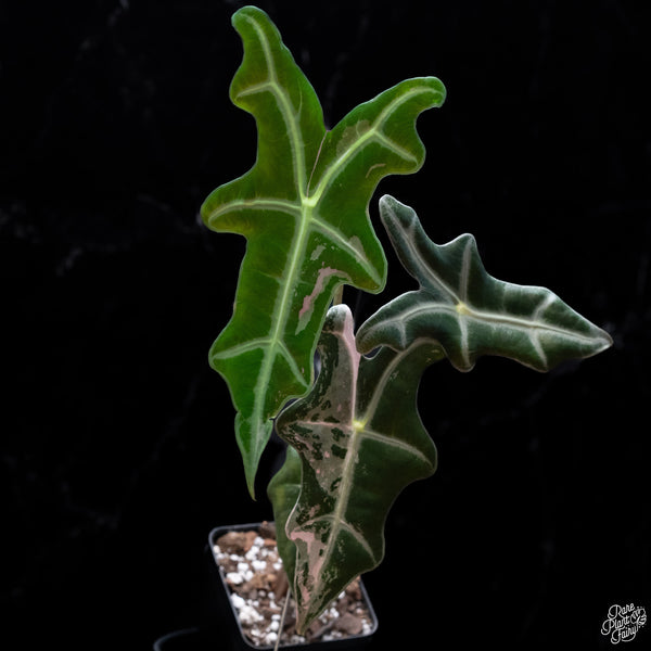 Alocasia Sanderiana 'Nobilis' Pink Variegated (wk30-O)