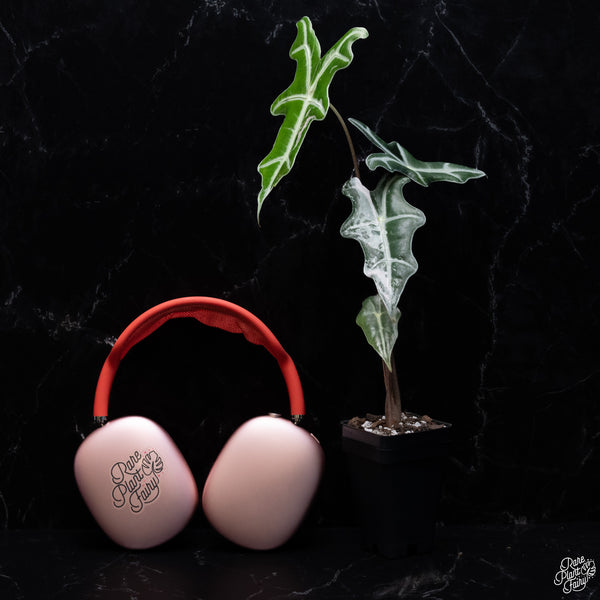 Alocasia Sanderiana 'Nobilis' Pink Variegated (wk30-O)