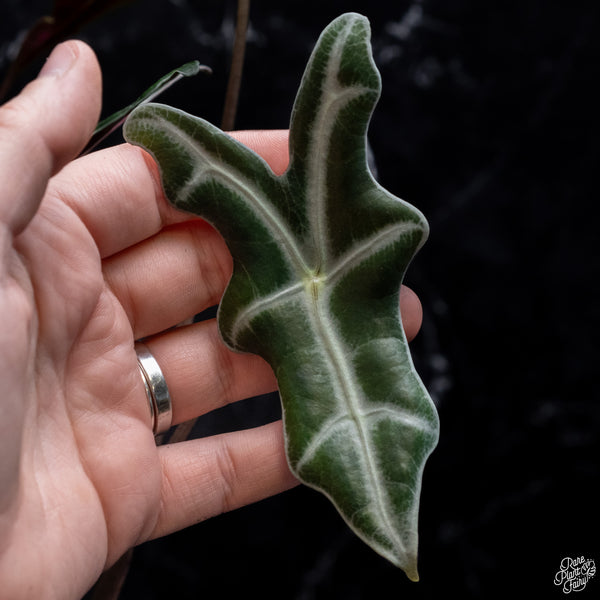 Alocasia Sanderiana 'Nobilis' Pink Variegated (wk30-O)
