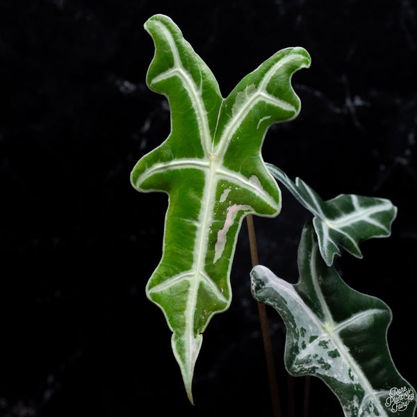 Alocasia Sanderiana 'Nobilis' Pink Variegated (wk30-O)