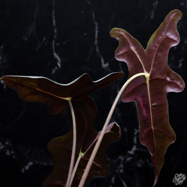 Alocasia Sanderiana 'Nobilis' Pink Variegated (wk30-O)